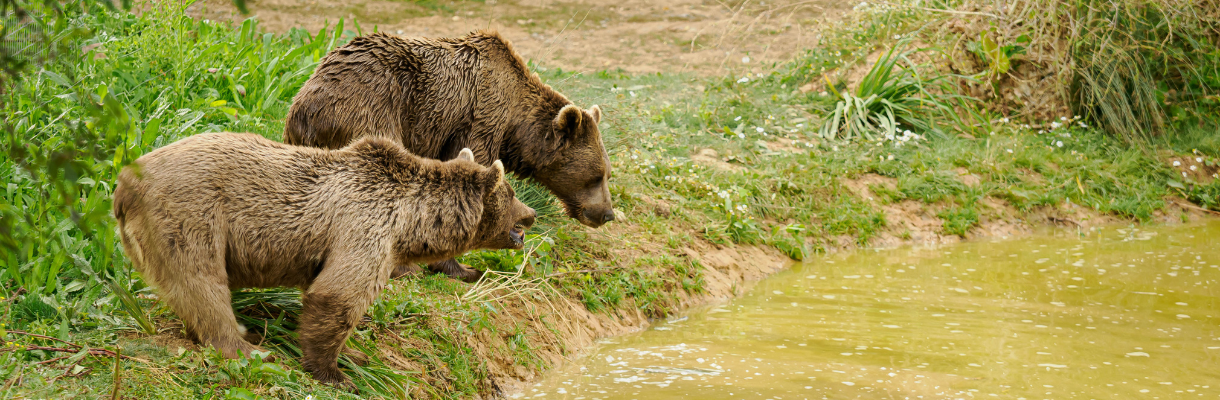 Two bears at Wildheart Sanctuary 